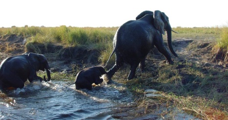 Chobe Safari Lodge